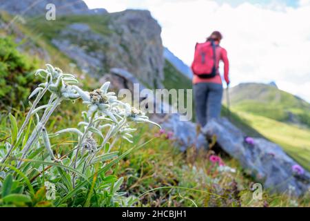 Edelweiss flowers (Leontopodium nivale) growing outdoors with female hiker walking in background Stock Photo