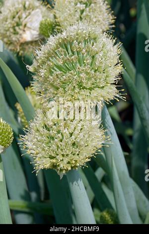 Welsh onion (Allium fistulosum). Called Bunching onion, Long green onion, Japanese bunching onion and Spring onion also. Stock Photo