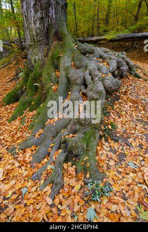 Roots of beech tree growing in autumn forest Stock Photo