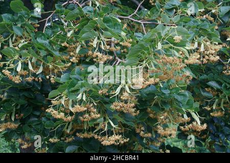 Caucasia linden (Tilia x euchlora). Called Crimean linden also. Hybrid between Tilia cordata and Tilia dasystyla. Stock Photo