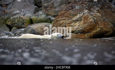 White polar bear swimming in the cold wavy ocean near the big rocks in his habitat on a winter day Stock Photo