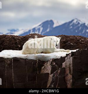 White polar bear lying on a big rock covered with snow on a cold winter day in Svalbard Stock Photo