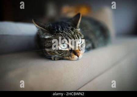 Tabby cat resting on sofa at home Stock Photo