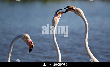 Closeup shot of flamingos heads on a blue sea background in Camargue, France Stock Photo