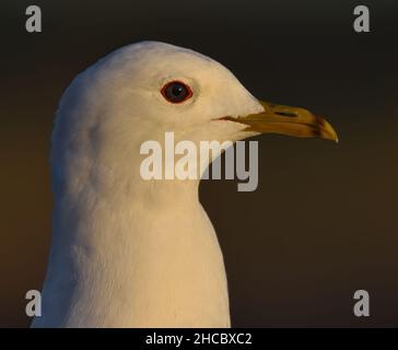 Close-up of a young common gull (Larus canus). Stock Photo