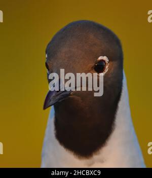 Close-up of a black-headed gull (Chroicocephalus ridibundus). Stock Photo