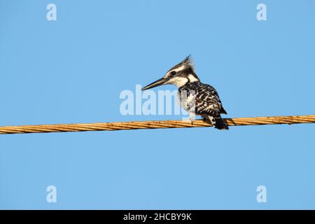 A male Pied kingfisher (Ceryle rudis) in the Gambia, West Africa Stock Photo