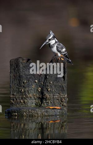 A female Pied kingfisher (Ceryle rudis) in the Gambia, West Africa Stock Photo