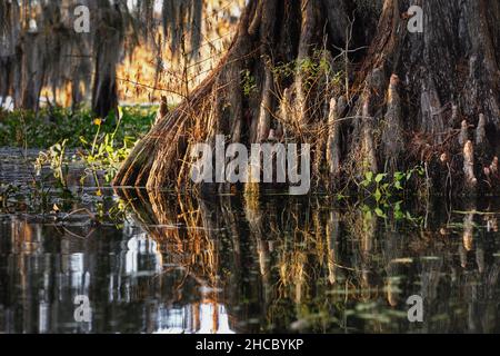 Closeup shot of a tree reflected in the water in Great Cypress Swamps, USA Stock Photo