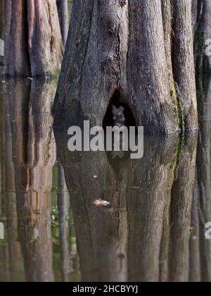 A vertical shot of a tree trunk reflected in the water in Great Cypress Swamps, USA Stock Photo