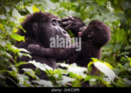 Mother gorrilla playing with her baby in a forest in Uganda Stock Photo