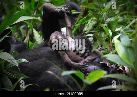 Mother gorrilla playing with her baby in a forest in Uganda Stock Photo