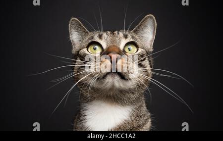 tabby white domestic shorthair cat with long whiskers portrait on black background Stock Photo