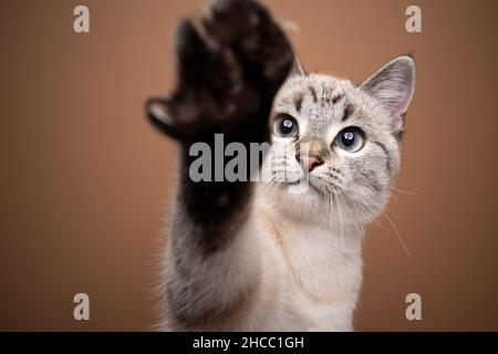 playful cat reaching for camera with paw looking curiously on brown background Stock Photo