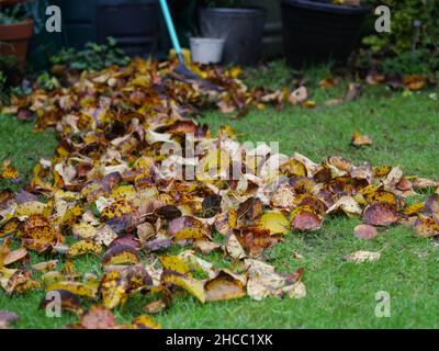 Garden leaf rake December winter apple tree leaves Stock Photo