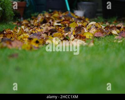 Garden leaf rake December winter apple tree leaves Stock Photo