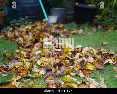 Garden leaf rake December winter apple tree leaves Stock Photo