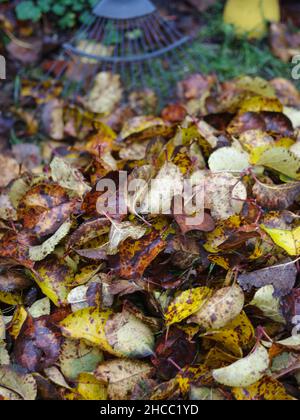 Garden leaf rake December winter apple tree leaves Stock Photo