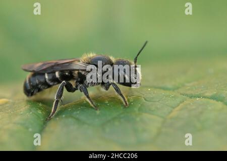 Closeup on the small and dark Viper's Bugloss Mason Bee, Osmia adunca, sitting on a green leaf Stock Photo
