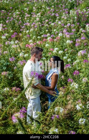 Nan Thailand, A Flower Field With A Colorful Flower In Northern 