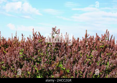 beautiful scenery of Mesona(Chinese Mesona) flowers,many purple with white flowers blooming in the field at a sunny day Stock Photo