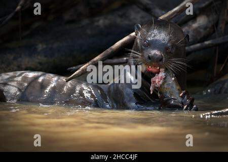 Selective focus shot of an otter eating fish in water in Pantanal, Brasil Stock Photo