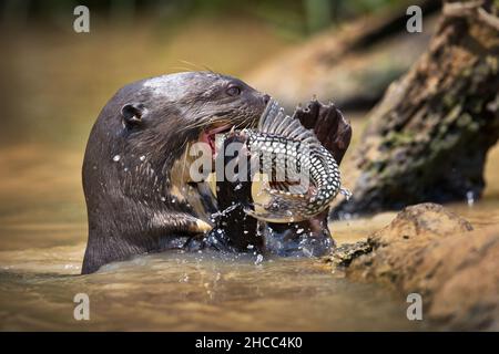 A close-up shot of a powerful giant otter starting eating a fish after catching it in one of southern American rivers Stock Photo