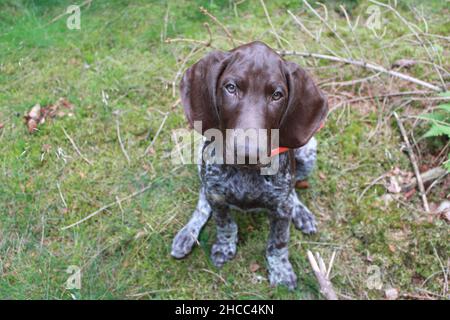 Puppy on a walk in forrest Stock Photo