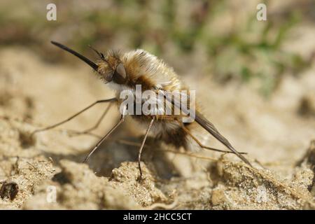 Detailed frontal closeup of a dark bordered bee fly , Bombylius major Stock Photo