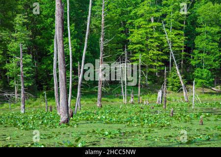 A wetland created by beavers damming a stream in Delaware Water Gap National Recreation Area, Pennsylvania Stock Photo