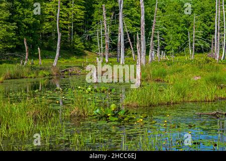 A wetland created by beavers damming a stream in Delaware Water Gap National Recreation Area, Pennsylvania Stock Photo