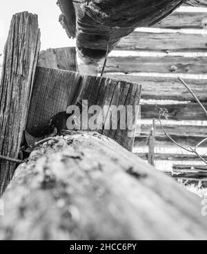 Grayscale shot of a broken bottle placed near the old barn building Stock Photo