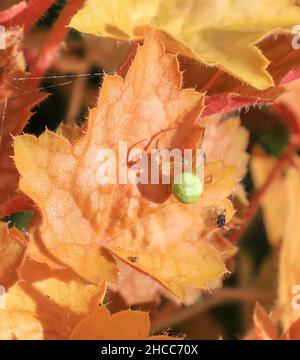A Cucumber Green Spider (Araniella cucurbitina) on a Heuchera leaf, England, UK Stock Photo