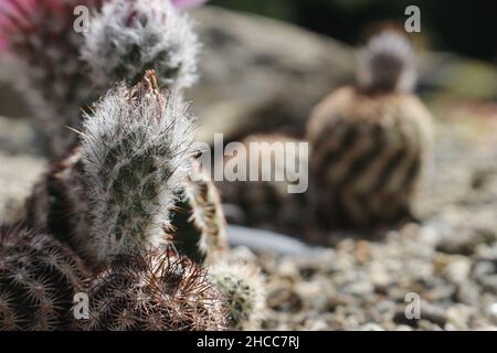 Closeup of the strawberry hedgehog cactus, Echinocereus engelmannii. Stock Photo