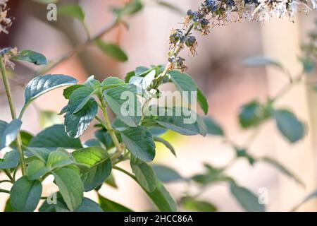 closeup the green ripe basil medicinal plant leaves and branch over out of focus green brown background. Stock Photo