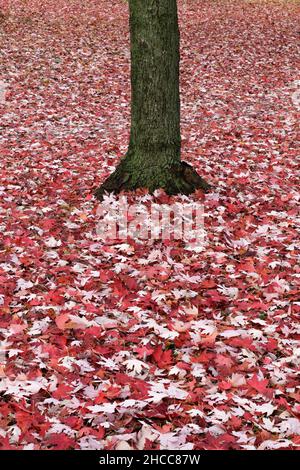red maple leaves covering the ground and tree trunks Stock Photo