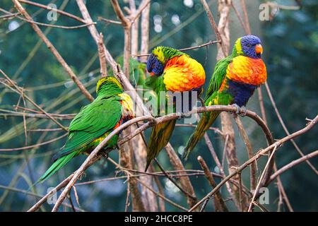 A group of lorikeets in a bush. Lorikeet, also called Lori for short, are parrot-like birds with colorful plumage. They are very curious and beautiful Stock Photo