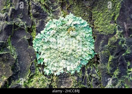 Lichen Parmelia sulcata on pine bark in the forest, close-up Stock Photo