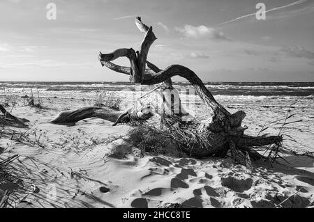 Driftwood, tree root lying on the Baltic Sea coast on the beach in front of the sea in black and white. In the background waves and the horizon Stock Photo
