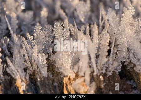 Ice crystals that have formed on a tree trunk and have grown in height. Winter shot from Brandenburg Stock Photo