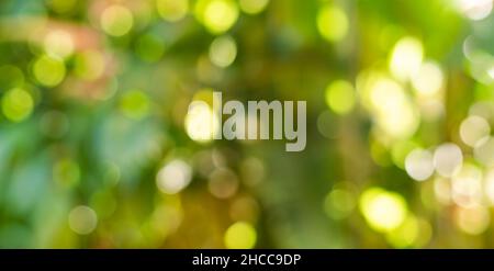 Bright green abstract bokeh defocused background of sunlight shining through trees and plants. Stock Photo
