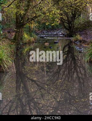 Trees are reflected in the Hazel Brook river during autumn in Blaise Castle Estate park, Bristol. Stock Photo