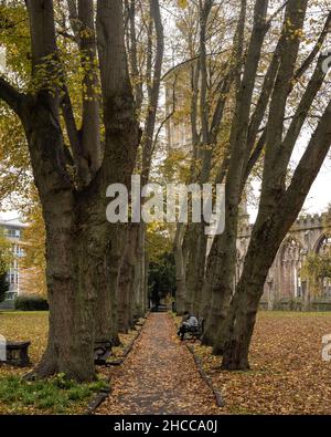 The avenue of lime trees in Temple Gardens, Bristol, displaying autumn colours. Stock Photo