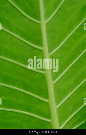 Closeup shot of textural details on a green leaf Stock Photo