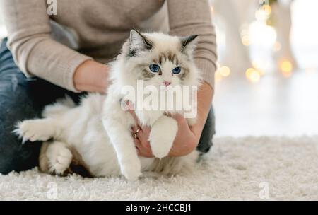 Girl holding fluffy ragdoll cat in Christmas time at home with Xmas lights on background. Female person young woman with kitty pet sitting on floor in Stock Photo
