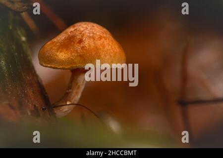 The little orange toadstool grows on the rotten wood of the Somerset woodland Stock Photo