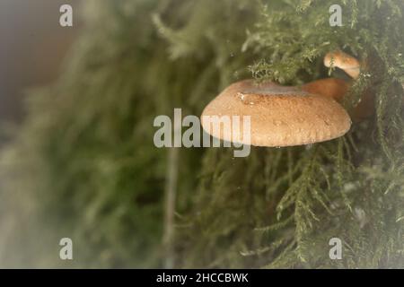 The small fungi grows in a moss covered tree stump in a Somerset woodland Stock Photo
