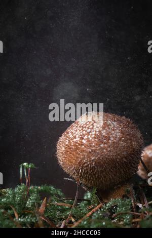 Common earthball (Scleroderma citrinum) fungus grows in the misty Great Wood on the Quantocks in Somerset Stock Photo