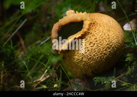 The recently split open common earthball fungus (Scleroderma citrinum) sits under trees at Hodders Coombe in West Somerset Stock Photo