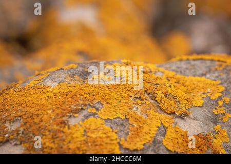 Lichen on the rocks Stock Photo